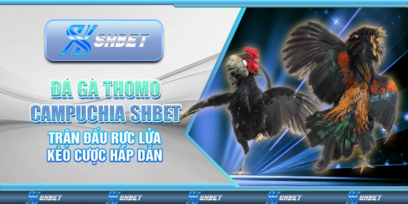 Đá Gà Thomo Campuchia Shbet – Trận Đấu Rực Lửa Kèo Cược Hấp Dẫn